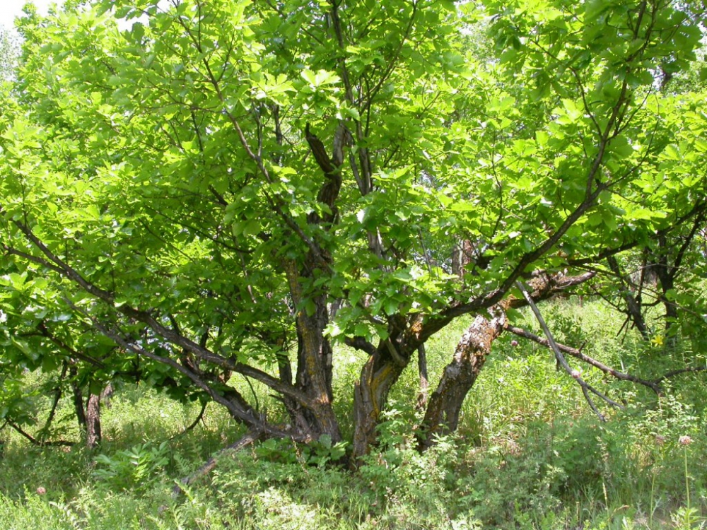 Какие деревья растут в красноярске фото и название